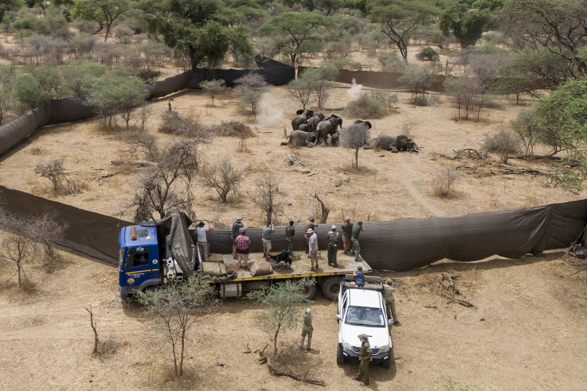 <p>Professional hunters shoot a family of elephants identified for culling at Sango Wildlife Conservancy in Savé Valley Conservancy, Zimbabwe.</p>

